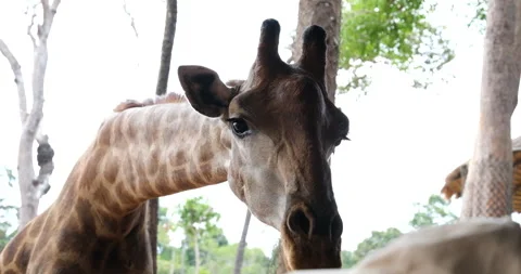 Long tongue giraffe Giraffe pulling his head and long tongue trying to get some Stock Footage 277025948