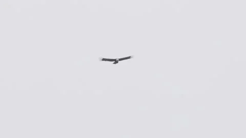 Long tracking shot of an andean condor flying in torres del paine Stock Footage 283623911