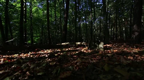 Long tracking shot in the autumn forest Stock-Footage 42497078