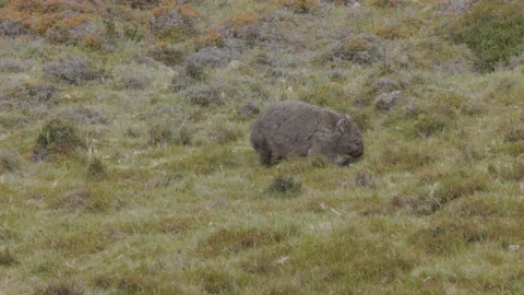 Long tracking shot of a common wombat foraging at cradle mt Stock Footage 169864068