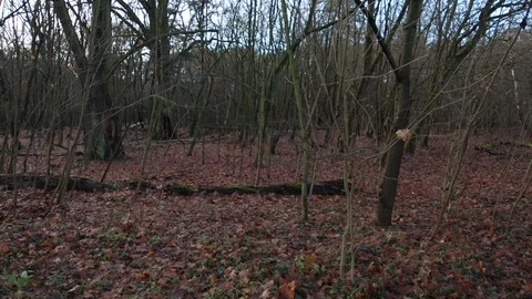 Long tracking shot through the sick forest Video stock 121962290