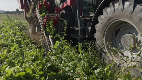 Long tracking shot of a tractor harvesting red beetroots passing by the camera Video stock 345141666