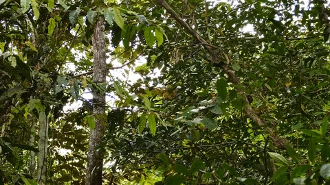 Long tracking shot of white headed capuchin climbing up a tree Stock Footage 123620576