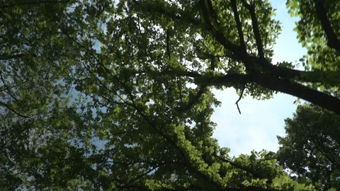 Long Tracking Tree Sky Video stock 101447531