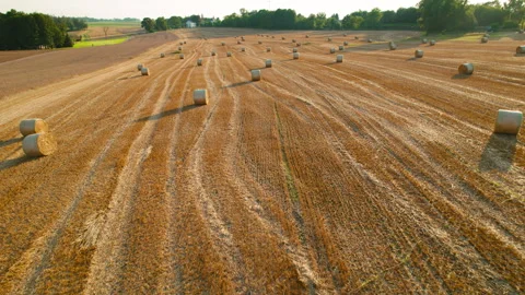 Long tractor lines along a brown field with hay bales aligned, casting shadows Stock Footage 306528780