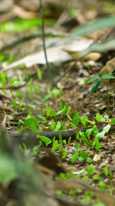 Long trail of leafcutter ants moving plant parts on the forest floor. Stock Footage 285146867