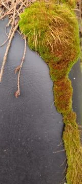 Long trail of moss on textured surface blank room for text Stock Photos