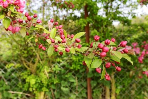 Long tree branch covered with deep pink blossom buds Stock Photos
