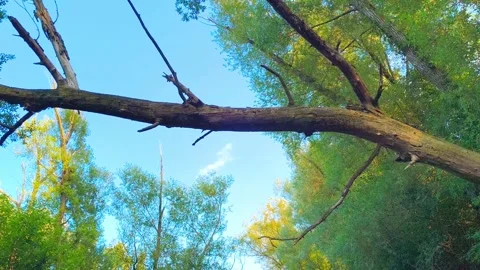 Long tree branch with dense trees by a lake or river at an outdoor park. Nature Video stock 317134845