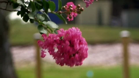 Long tree branch Pink Flower slow motion shallow depth of field Stock Footage