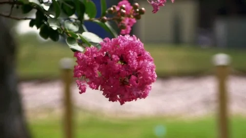 Long tree branch Pink Flower slow motion shallow depth of field 스톡 동영상 77741138