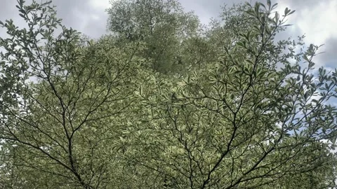 Long tree branches with green and white leaves swaying in the wind Stock Footage 331350343