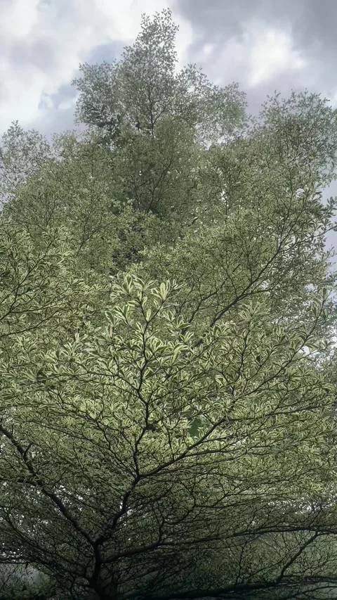 Long tree branches with green and white leaves swaying in the wind. Vertical Stock Footage 332455268