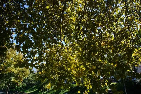 Long tree branches hanging over Lana river in Tirana, Albania. 库存照片