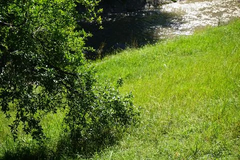 Long tree branches hanging over Lana river in Tirana, Albania. Foto stock