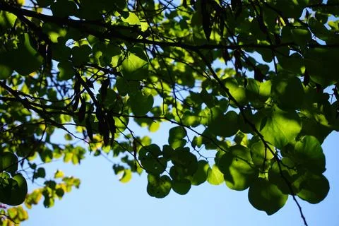 Long tree branches hanging over Lana river in Tirana, Albania. Stock Photos