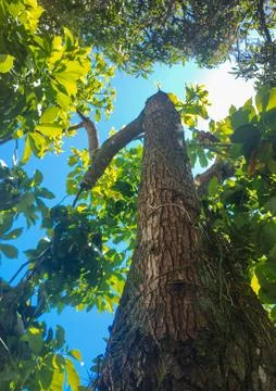 Long tree with its trunk in evidence Stock Photos