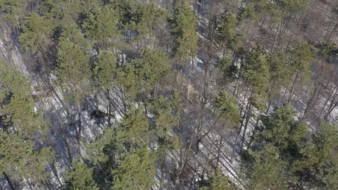 Long tree shadows of evergreen trees by winter 4K drone video Stock Footage 107717985
