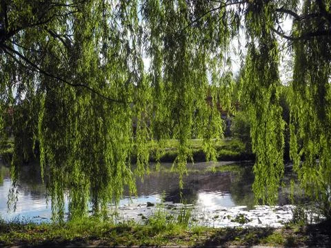 Long tree willow branches hang above the pond in the park. Stock Photos