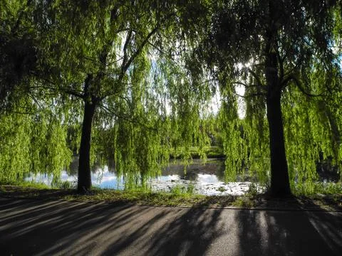 Long tree willow branches hang above the pond in the park. Contrasting shade  Stock Photos