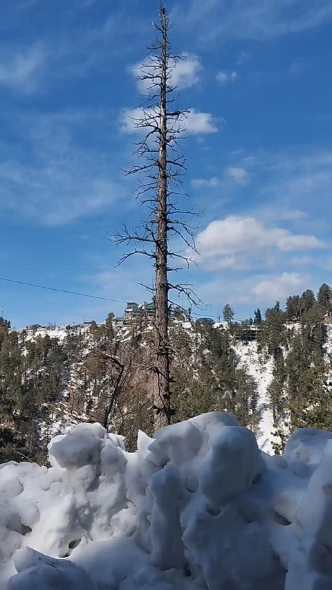 A Long Tree Without Leaves in Winter with Snow 動画素材 265679867