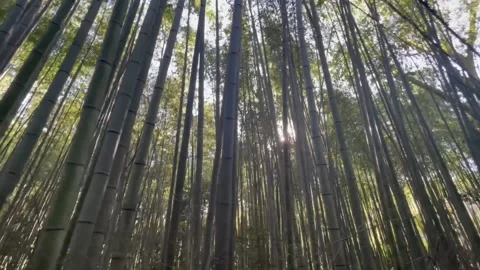 Long Trees Forrest 2 Stock Footage 236266753