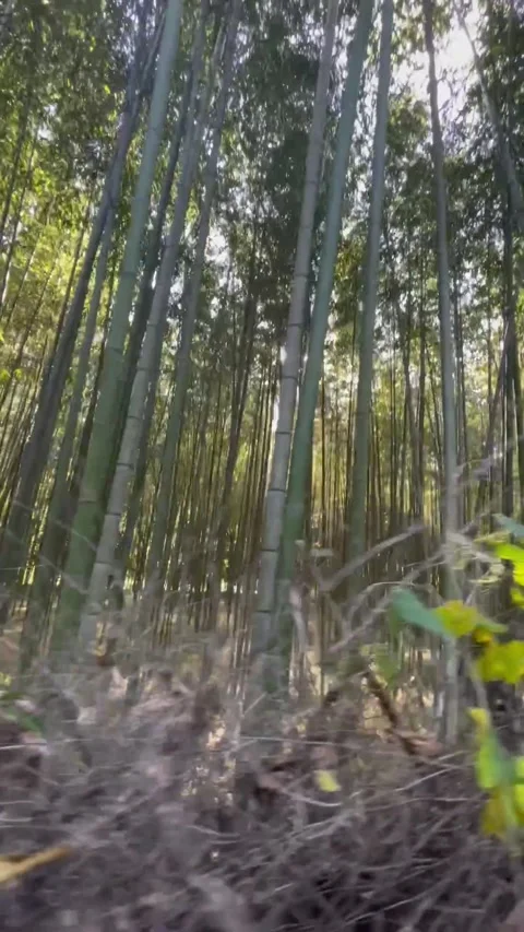 Long Trees Forrest 3 Stock Footage 236266737