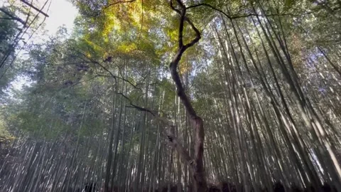 Long Trees Forrest 4 Stock Footage 236266708