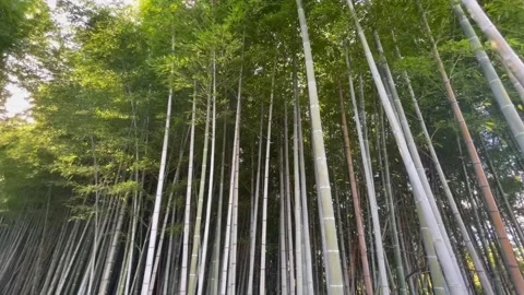 Long Trees Forrest Stock Footage 236266787