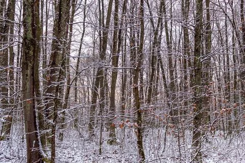 Long trees full of snow,in the forest Stock Photos
