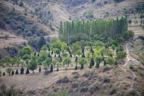 Long trees in a mountain range 写真素材