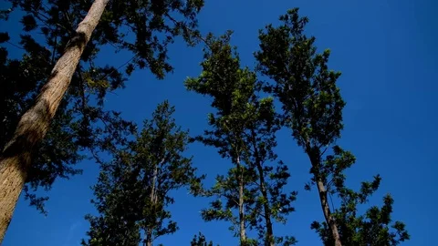 Long trees wind flow nature green blue sky landscape Stock Footage 98732987