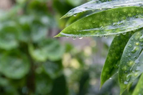 Long Tropical Leaf Tips with Hanging Water Drops Stock Photos
