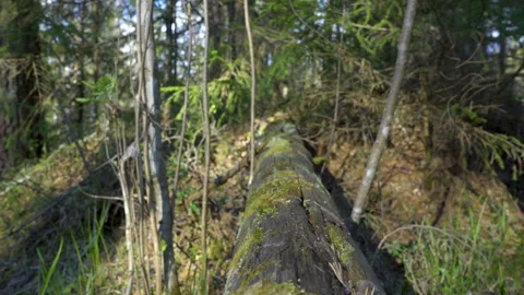 A long trunk of the tree on the ground Stock Footage 137134286