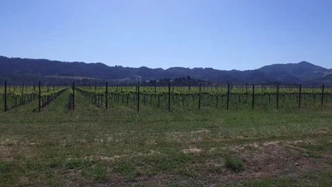 Long turns over Vineyard 011209 DJI_0018 Stock Footage 89988537