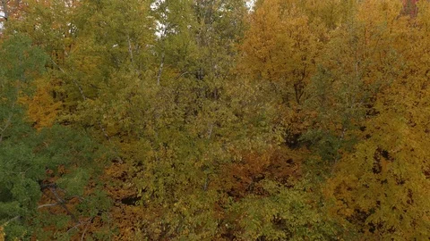 Long uninterrupted sequence of drone flying close to fall trees Stock Footage 119198513