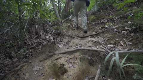 Long Uphill Hike in Rainforest Stock Footage 158353141