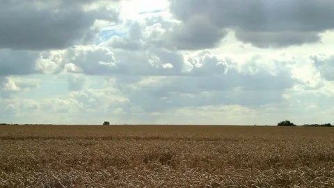 Long view of cornfield and horizon in Wiltshire, England. Stock Footage 78703448