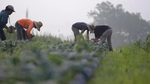 Long view of farmers bent over picking kale and vegetables in a field at sunrise 스톡 동영상 246485688