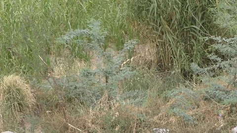 The long view of the grass lands Video stock 111887407