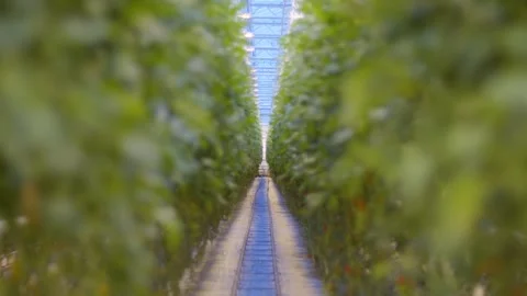 Long view in a large greenhouse with cherry tomatoes, giant plantation of cherry Stock Footage 257305226
