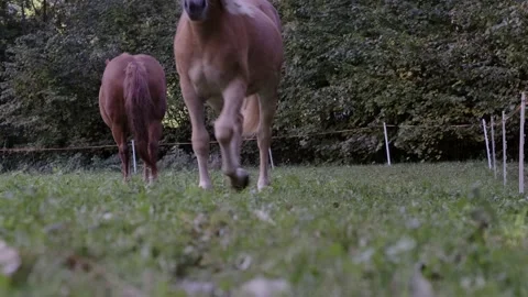 Long View: Nice Light Brown Horse Trotting Towards The Camera Stock Footage