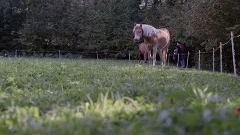 Long View: Two Brown Horses Pasturing In The Nature Stock Footage 164364092