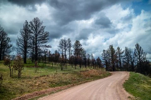 A long way down the road of Custer State Park, South Dakota Stock Photos