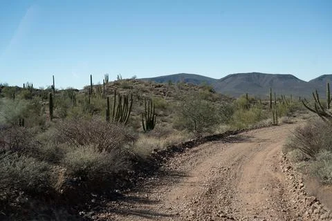 A long way down the road going to Organ Pipe Cactus NM, Arizona Stock Photos