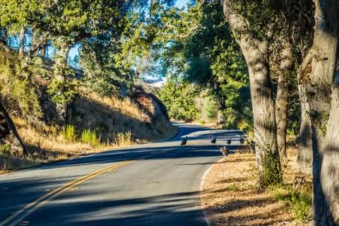 A long way down the road of Pinnacles National Park Stock Photos