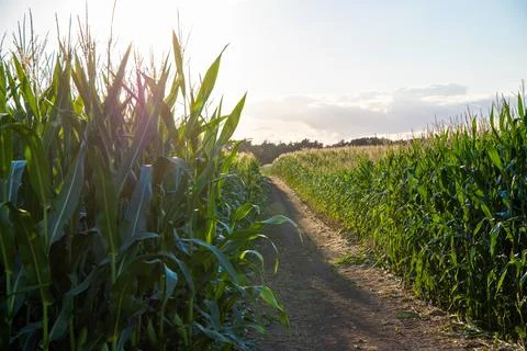 Long way through a corn field Stock Photos