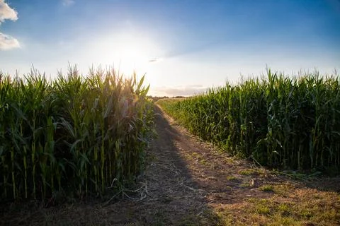 Long way through a corn field Stock Photos