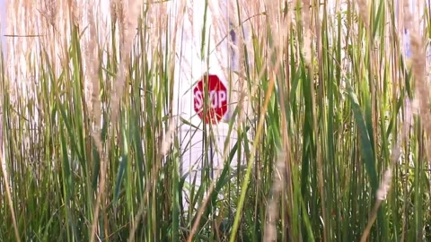 Long weeds blowing in the wind with a stop sign in the background Stock Footage 250574546