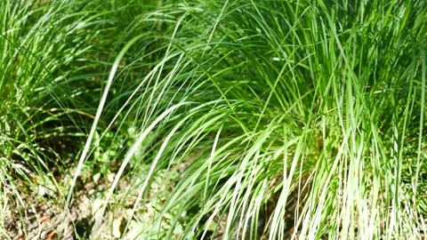 Long Weeds of Grass Clumps in Jungle in Hot Day - Filler Shot 库存影片 344012582